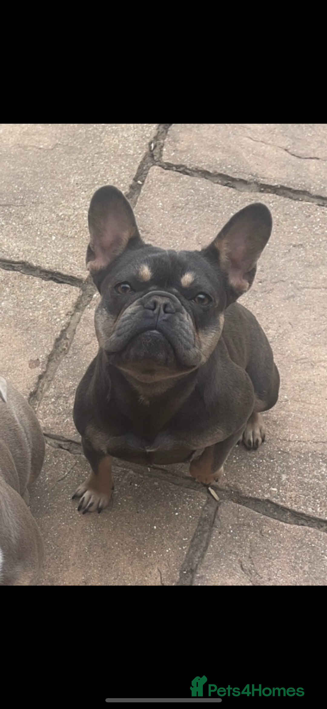 French Bulldog dogs for sale: Blue tan French bulldog female - Image 2