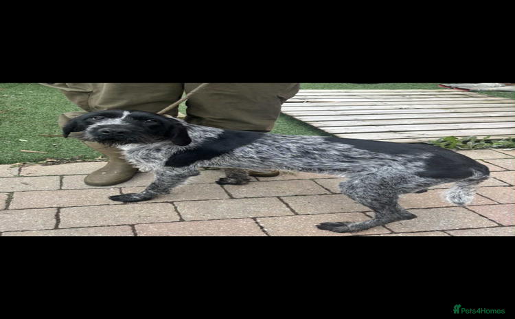 German Wirehaired Pointer dogs - Advert 2