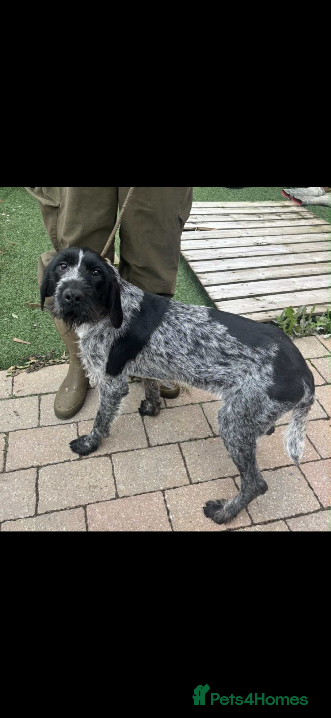 German Wirehaired Pointer dogs for sale: 3 German wiredhead pointers  - Image 1