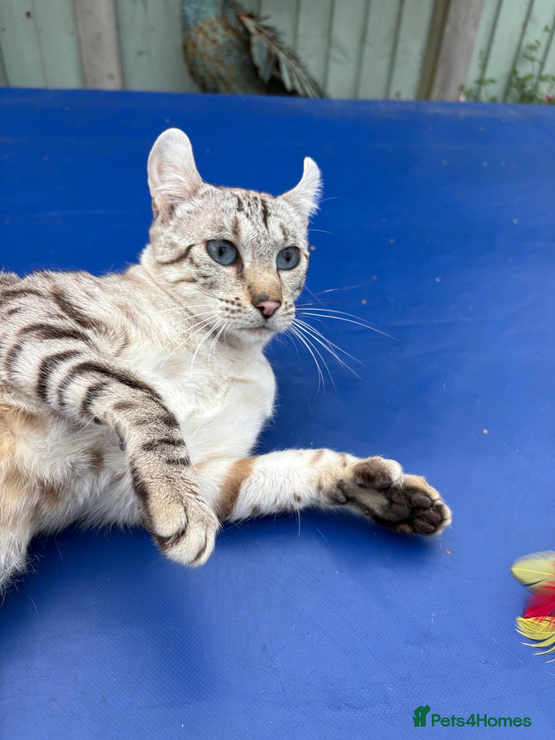 Keetso cats for sale: Superb polydactyl curled eared Keetso girl  - Image 2