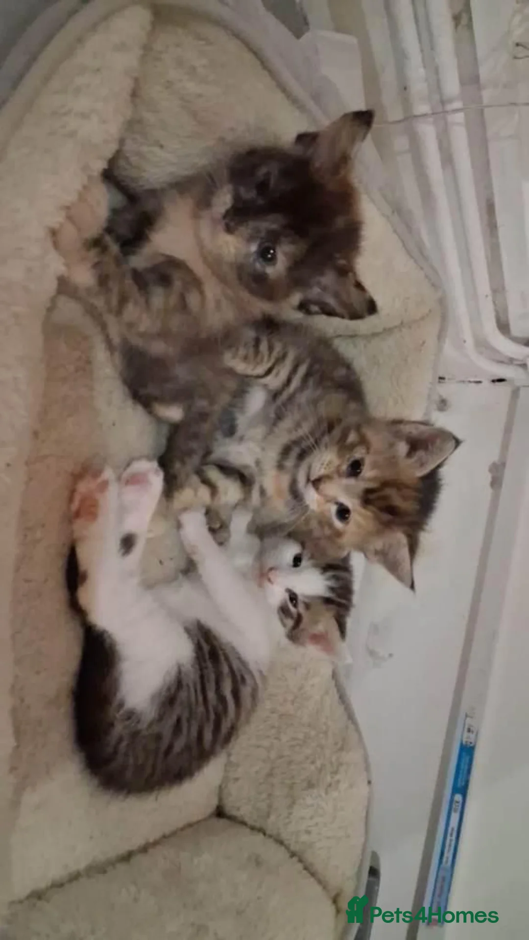 Maine Coon cats for sale: GORGEOUS MAINE COON KITTENS  in Milton Keynes - Advert 2