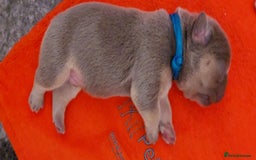 French Bulldog dogs for sale: KC Registered French Bulldog Puppies - Image 4