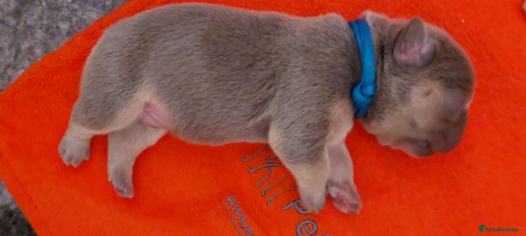 French Bulldog dogs for sale: KC Registered French Bulldog Puppies - Image 4