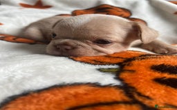 French Bulldog dogs for sale: QUALITY FRENCH BULLDOGS  - Image 10