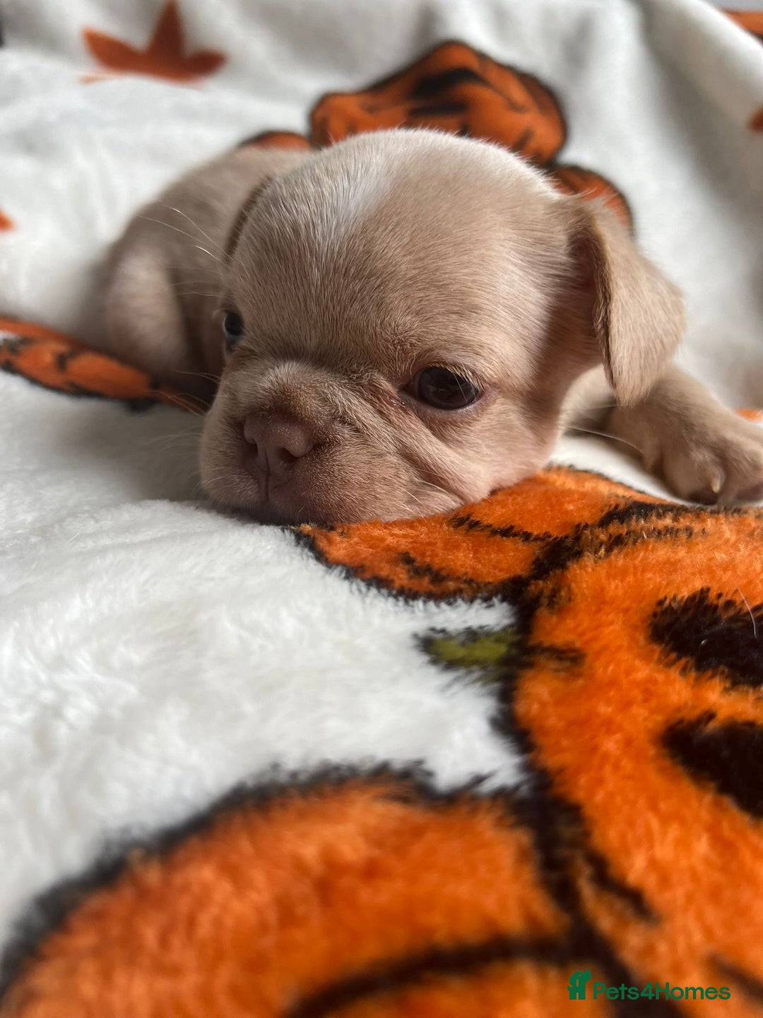 French Bulldog dogs for sale: QUALITY FRENCH BULLDOGS  - Image 10
