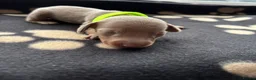 Miniature Dachshund dogs for sale: 5 miniature dacshunds puppies  - Advert 38