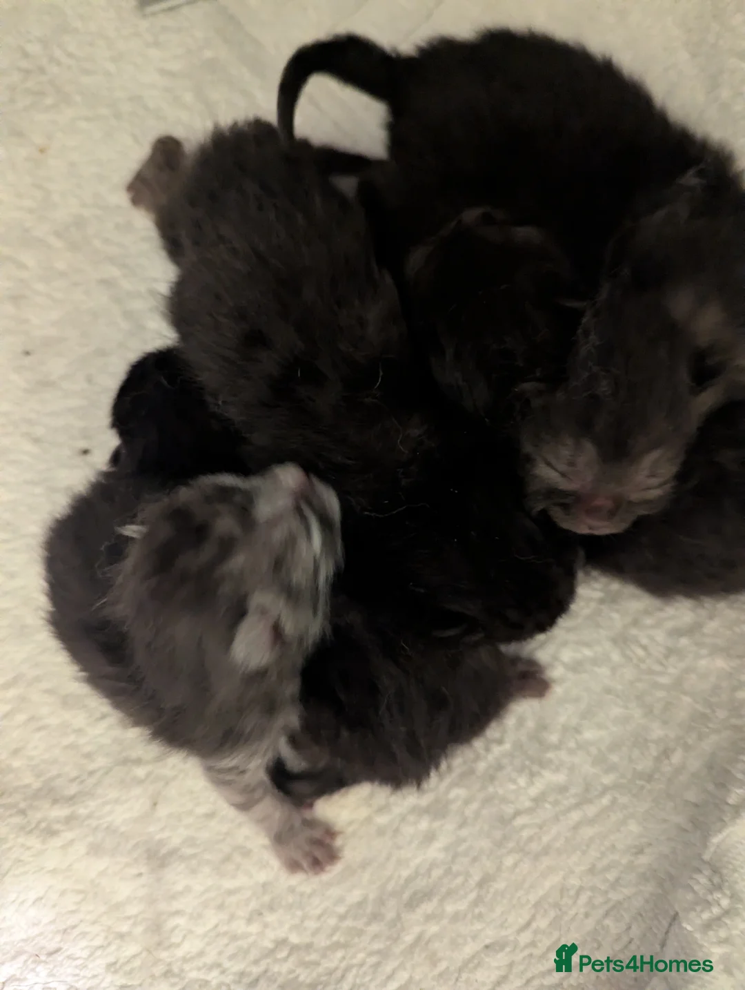 British Shorthair cats for sale: 🌱🌼 Spring Kittens 🐾 - Advert 2