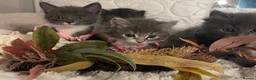 Ragdoll cats for sale:  Blue Ragdoll X Beautiful Fluffy Kittens  - Advert 7