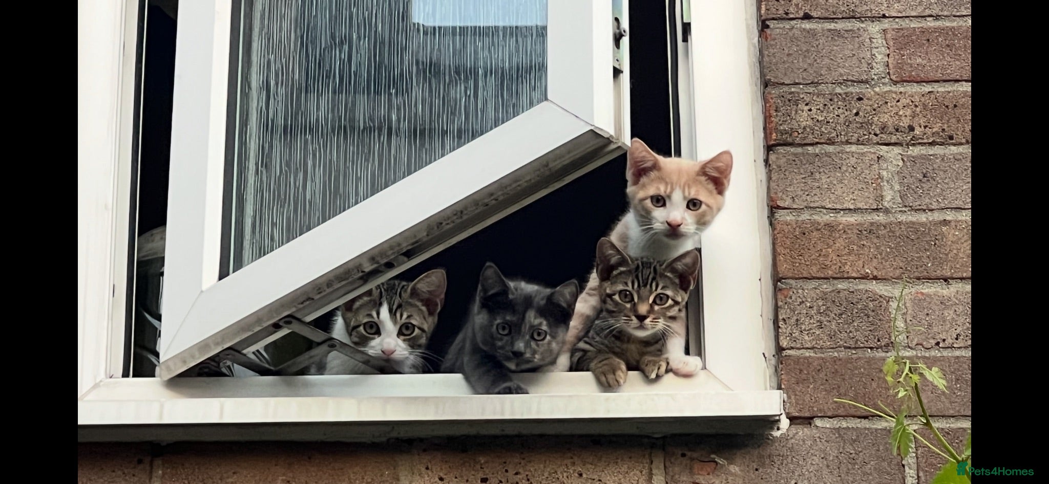 Mixed Breed cats Kittens looking new home  - Advert 1