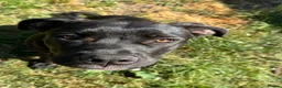 Mixed Breed dogs for sale: Trained Bullmastiff Staffy Female - Advert 5