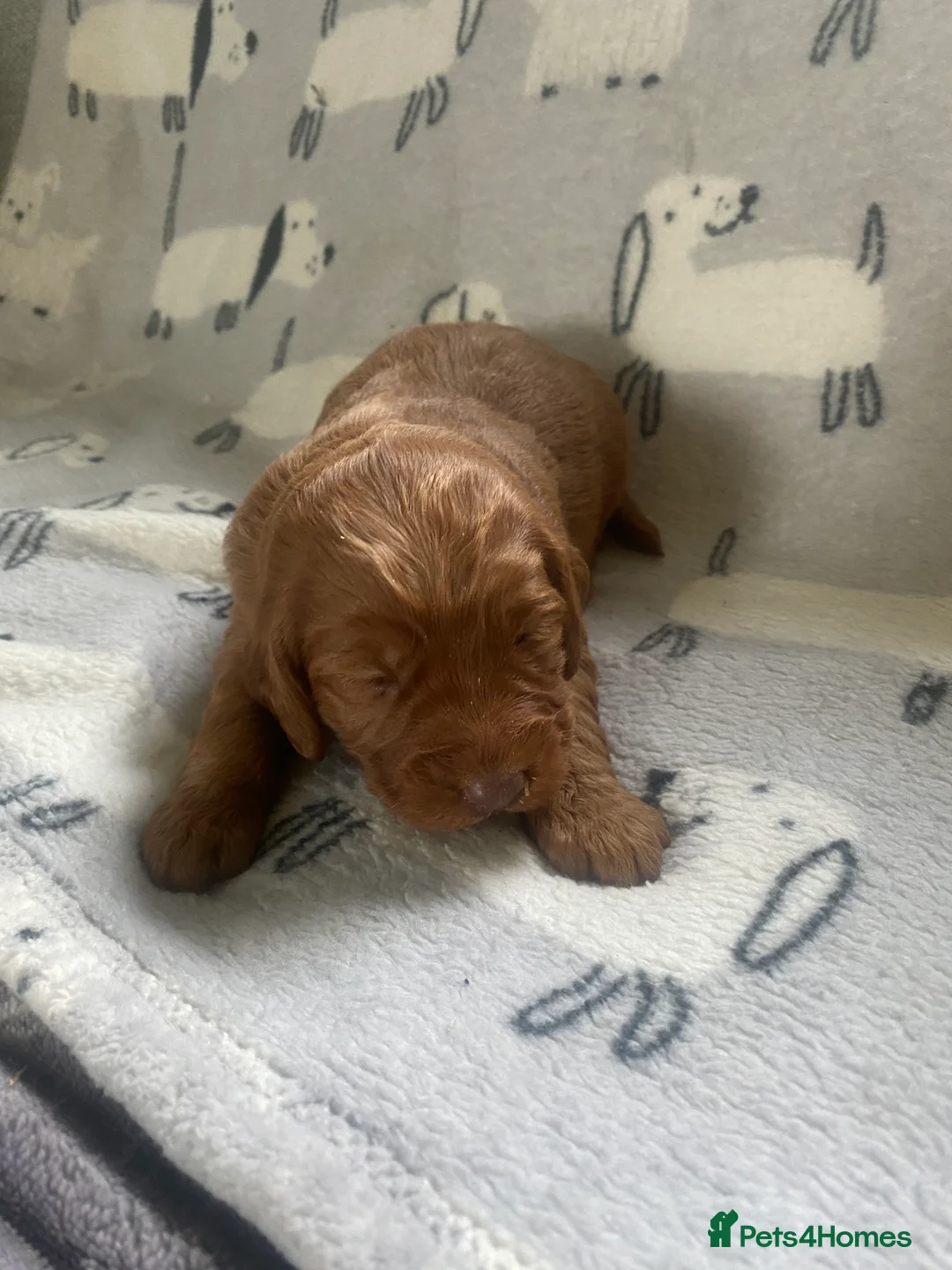 Cockapoo dogs for sale: cockapoo puppies f1 - Advert 2