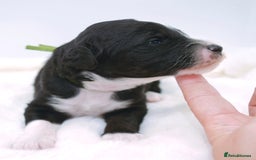 Bernedoodle dogs for stud: Miniature bernedoodle at stud  in Manchester - Image 14