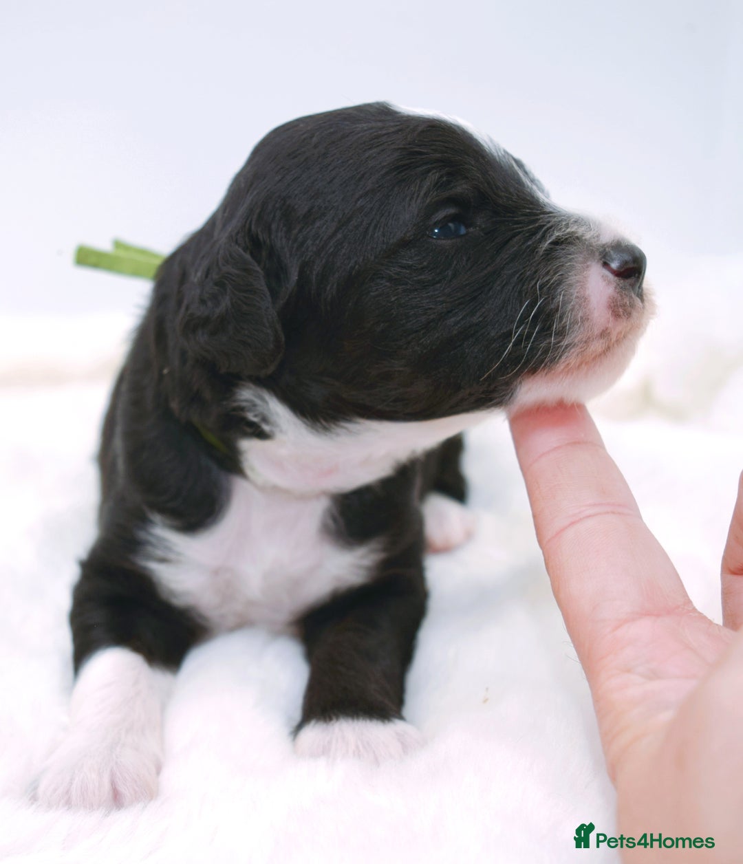 Bernedoodle dogs for stud: Miniature bernedoodle at stud  in Manchester - Image 14