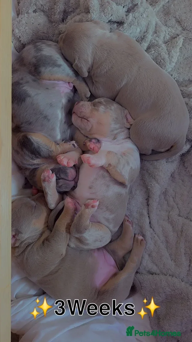American Bully dogs for sale: ✨️💖American Bully (pocket) Puppies💖✨️ - Advert 2