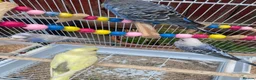 Budgerigars birds for sale: 4 budgies for sale 2 tamed  in Northampton - Advert 9