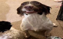 Cockapoo dogs for sale: Beautiful Chocolate and Merle F1 babies - Image 19