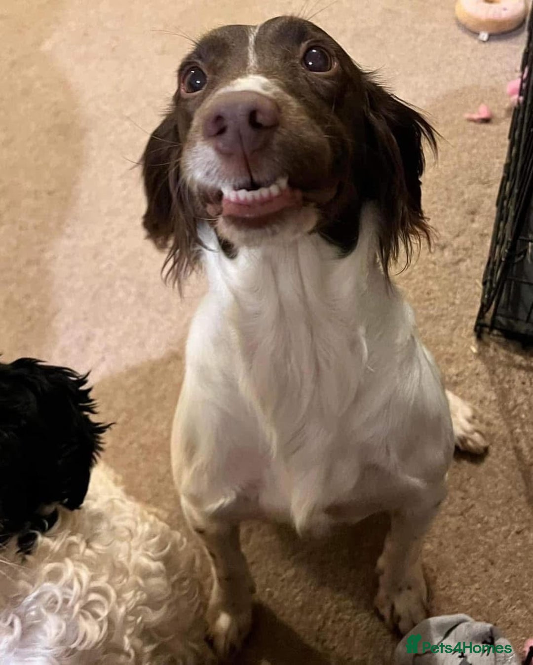 Cockapoo dogs for sale: Beautiful Chocolate and Merle F1 babies - Image 19