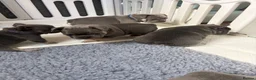 French Bulldog dogs for sale: French bulldog puppies.  in Glasgow - Advert 15
