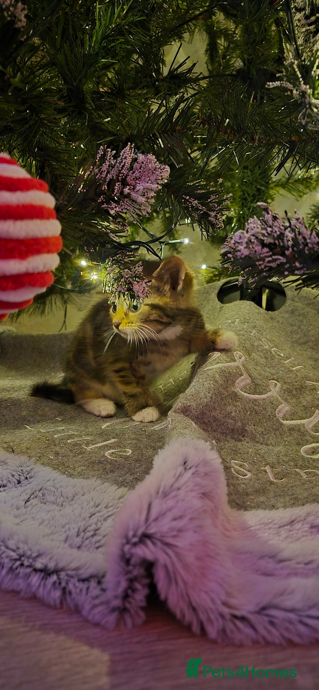 Mixed Breed cats for sale: Beautiful kittens 🐾 - Image 11