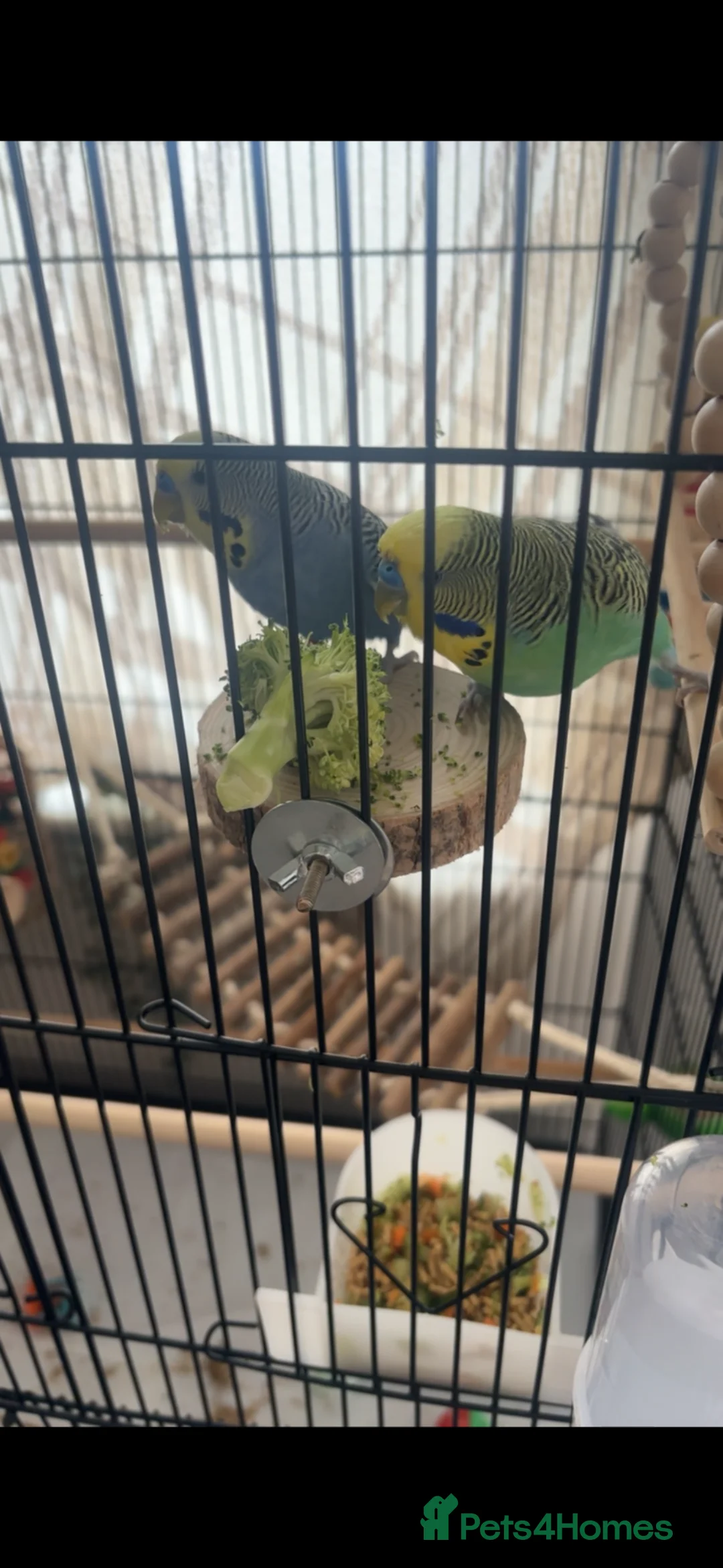 Budgerigars birds for sale: 2 beautiful male budgies in King's Lynn - Advert 2