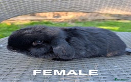 Mini Lop rabbits for sale: Perfect, Petite Female Mini Lop - Image 2