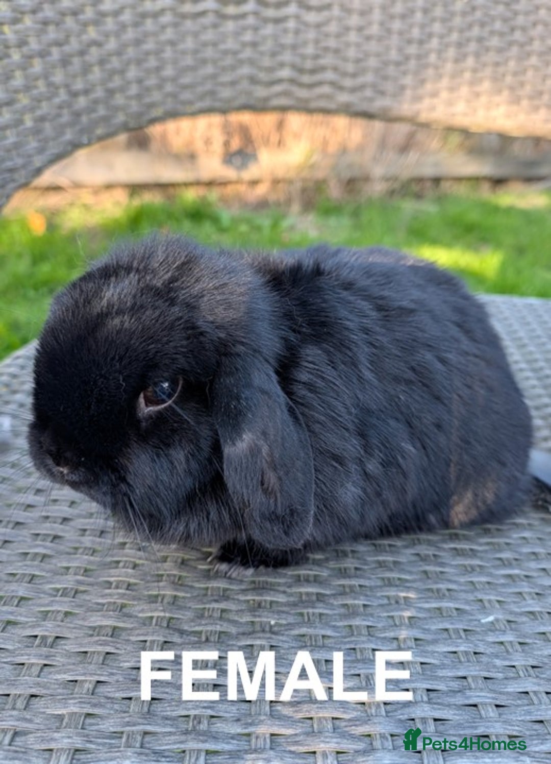 Mini Lop rabbits for sale: Perfect, Petite Female Mini Lop - Image 2