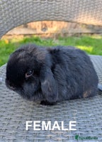 Mini Lop rabbits - Advert 15