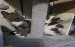 Mixed Breed cats for sale: 4 adorable kittens — 2 boys girls and 2 girls. - Image 4