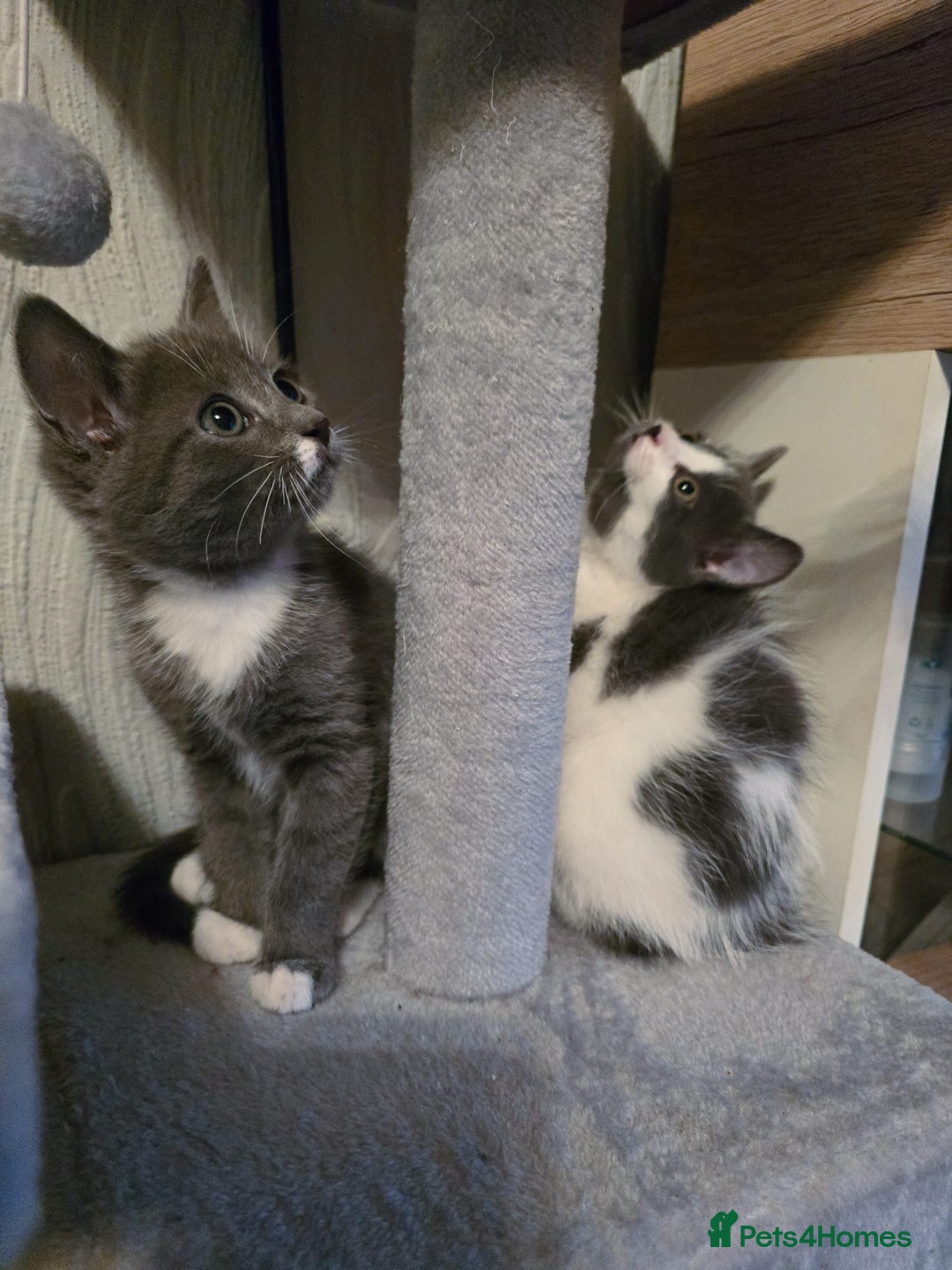 Mixed Breed cats for sale: 4 adorable kittens — 2 boys girls and 2 girls. - Image 4