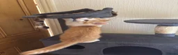 Mixed Breed cats for sale: 2 adorable kittens - Advert 4