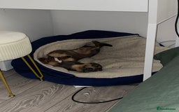 Dachshund dogs for sale: Rehome for Norman  - Image 2