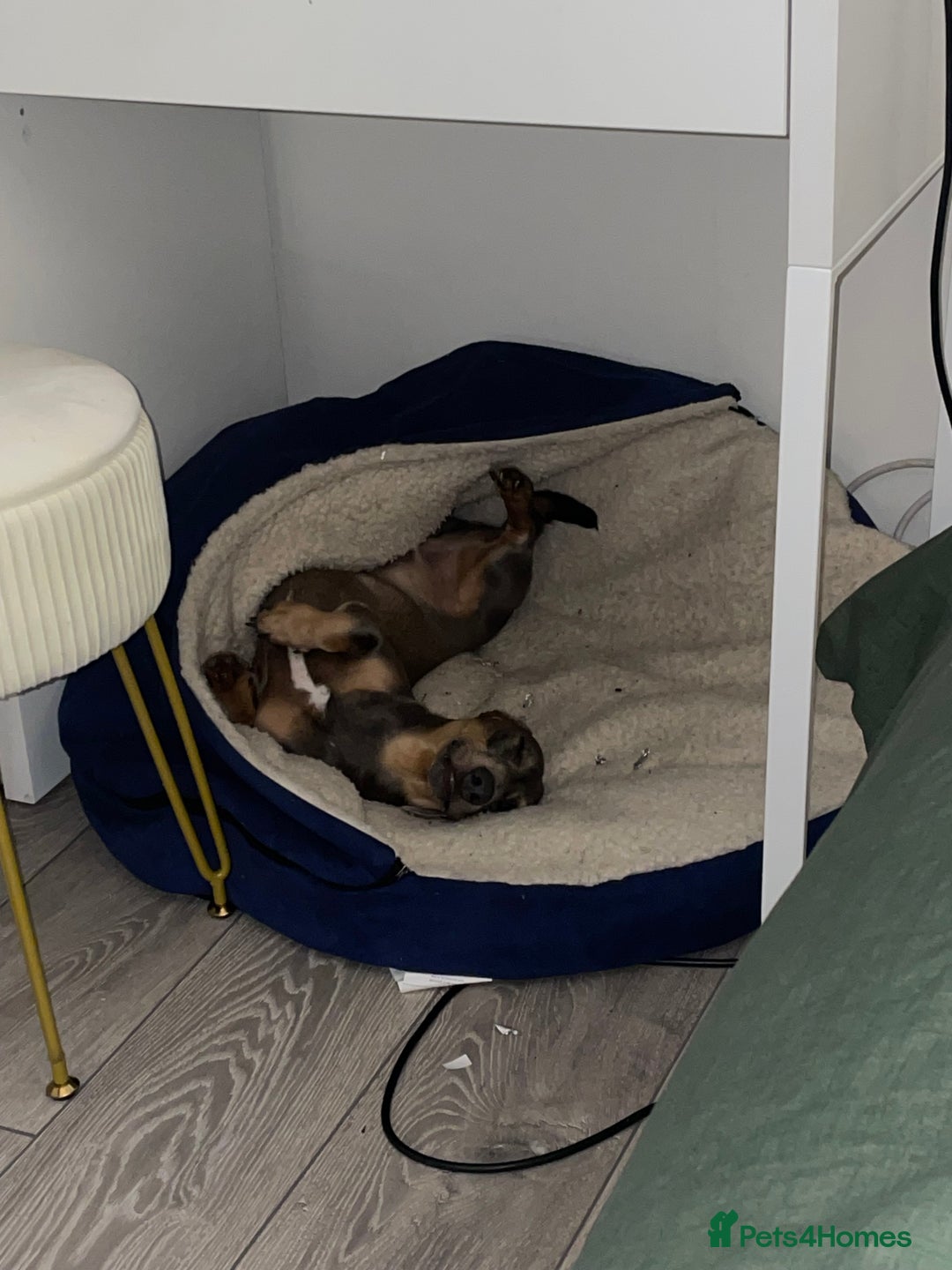 Dachshund dogs for sale: Rehome for Norman  - Image 2