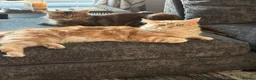 Mixed Breed cats for sale: Himacoons Himalayan x Mainecoon  - Advert 28