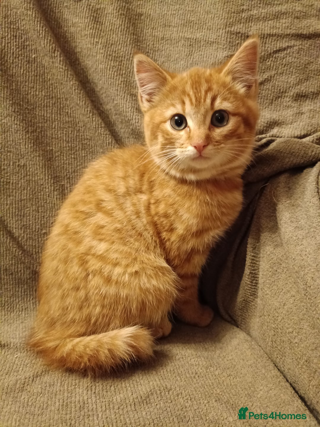 Mixed Breed cats for sale: 3 male ginger and 3 female Tortie kittens - Advert 12