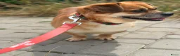 Mixed Breed dogs for adoption: 💙MAXIMILIAN💙: LOVES PEOPLE MORE THAN ANYTHING in Oxford - Advert 13