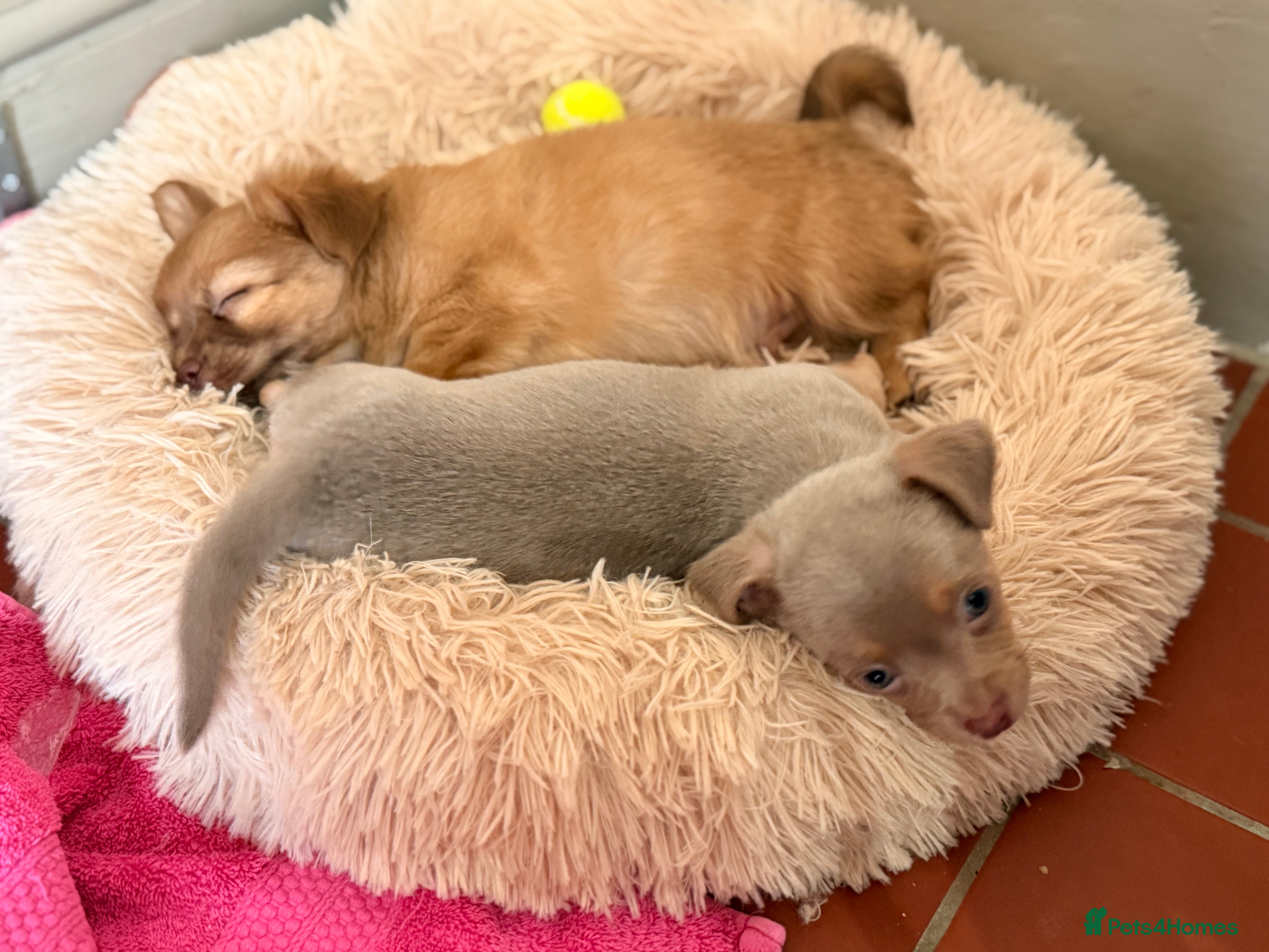 Mixed Breed dogs Fluffy Floppy ear kc chi x mini JRT puppies - Advert 5