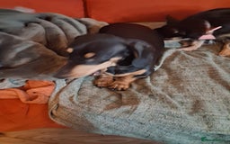 Miniature Dachshund dogs for sale: 2 mini daschunds Brother & Sister - Image 4