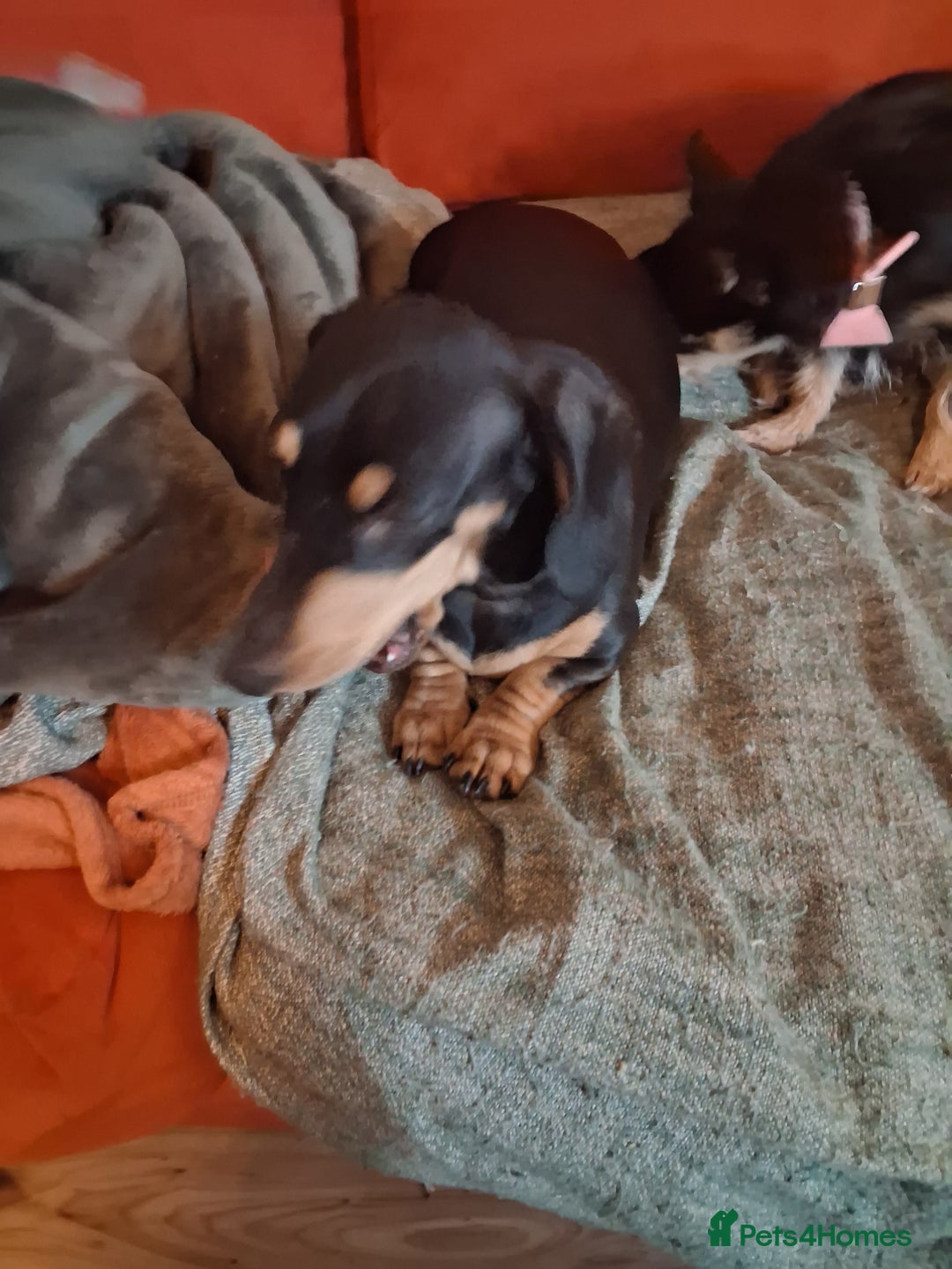Miniature Dachshund dogs for sale: 2 mini daschunds Brother & Sister - Image 4