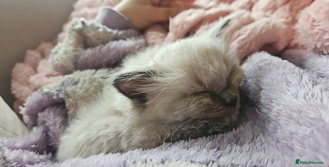 Ragdoll cats for sale: Ragdoll kittens 2 STILL LOOKING FOR LOVING HOMES - Image 13