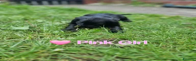 Black girl Pink collar 