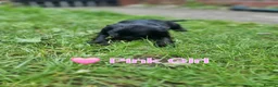 Cocker Spaniel dogs for sale: KC REGISTERED COCKER SPANIELS - Advert 17