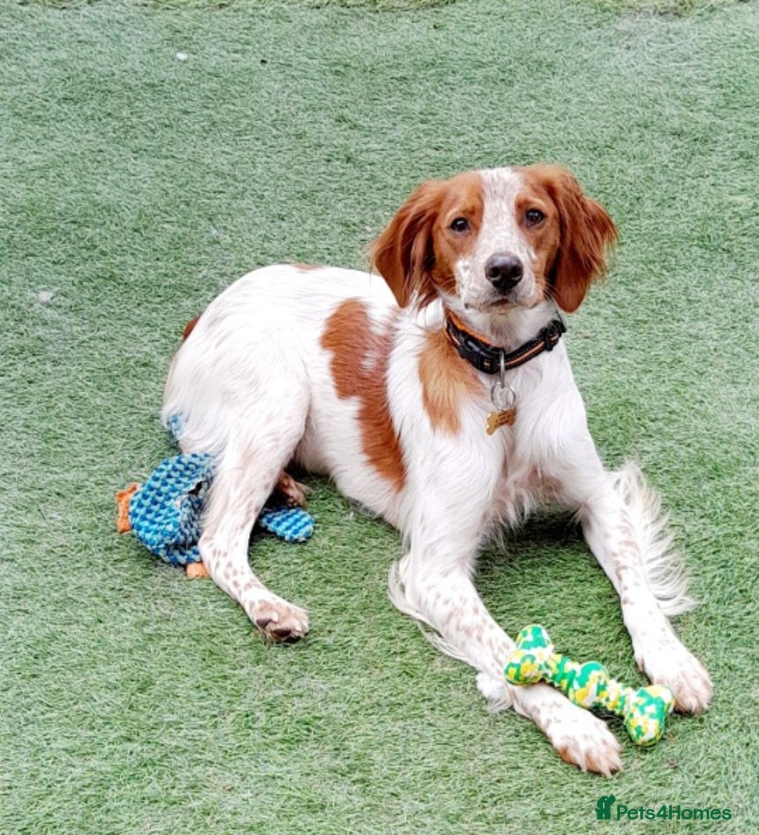 Brittany Spaniel dogs for adoption: Sweet Friendly Active Freckles in Norfolk - Image 5