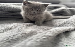 British Shorthair cats for sale: British Shorthair kittens  - Image 15