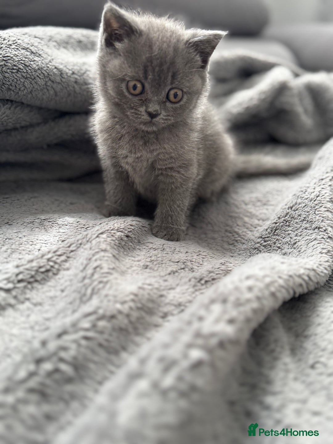 British Shorthair cats for sale: British Shorthair kittens  - Image 15