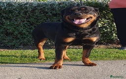 Rottweiler dogs for sale:  Long haired (fluffweilers ) last girl  - Image 24
