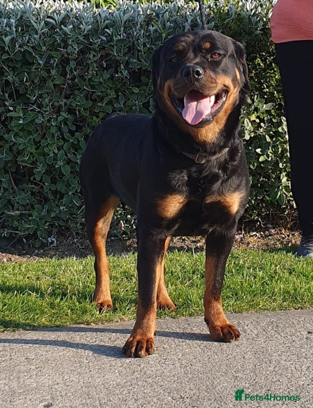 Rottweiler dogs for sale:  Long haired (fluffweilers ) last girl  - Image 24