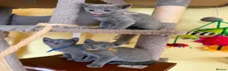 Russian Blue cats for sale: TICA REGISTERED Pure Breed Russian Blue Kittens - Advert 5