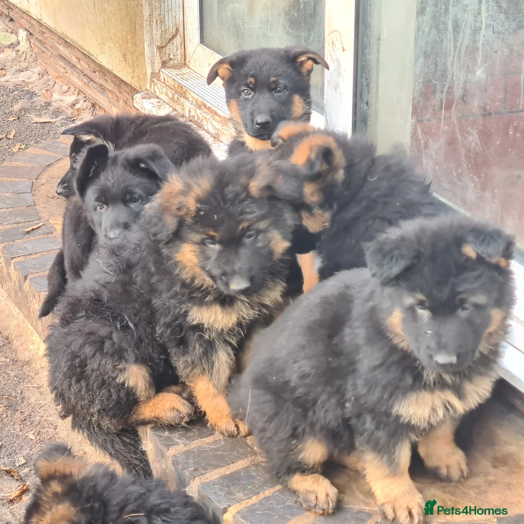 German Shepherd dogs for sale: Straight backed German Shepherd  - Advert 4