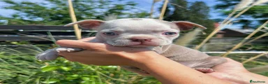 Boston Terrier Puppy 7