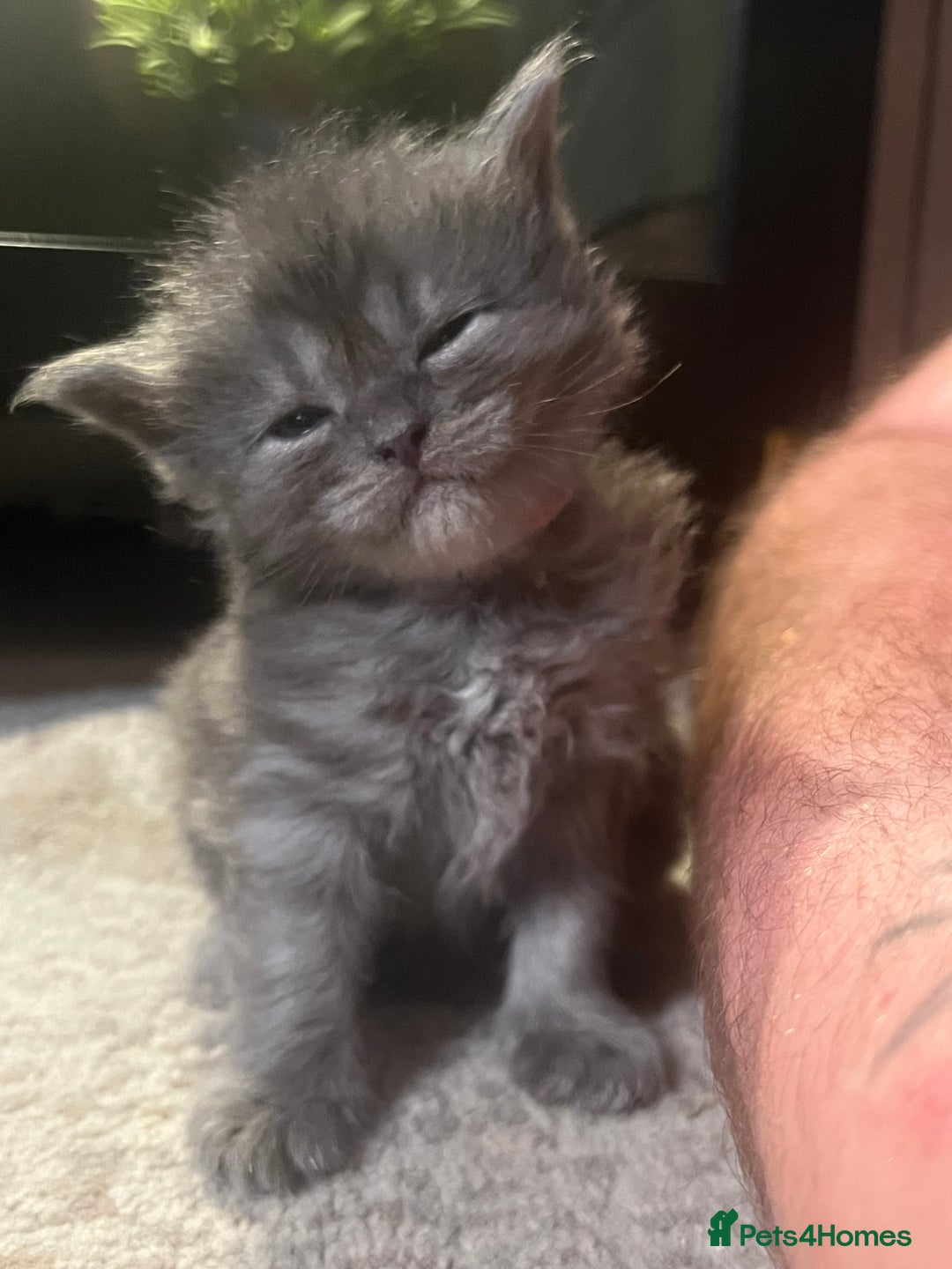 Maine Coon cats for sale: Stunning white and smoke Xl Maine coons (odd eyes) - Advert 23